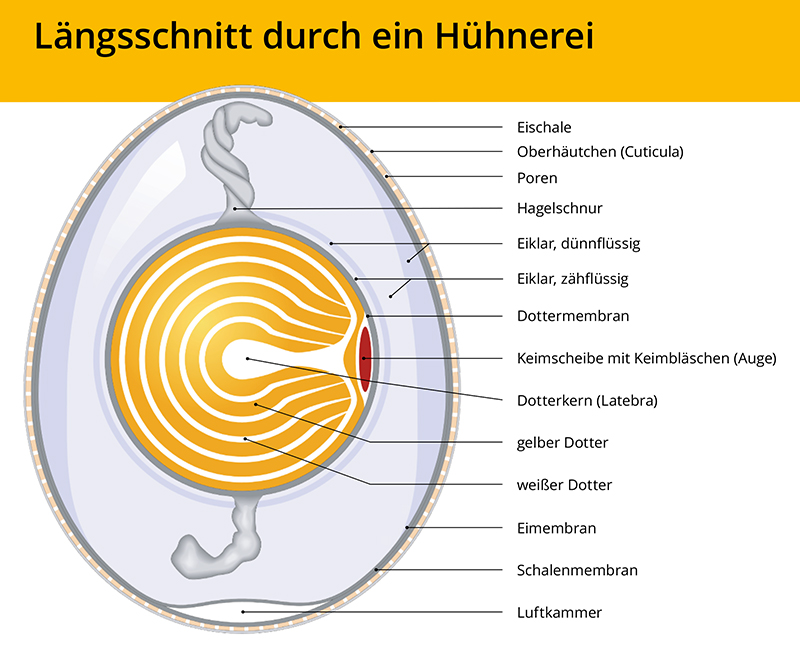Hühnerei Hühnerei